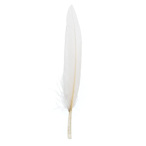 Duck Wing Quill 3-4in White (3Headers x 24pcs) image